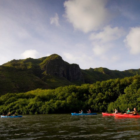 A group paddling their kayaks with a mountain backdrop.