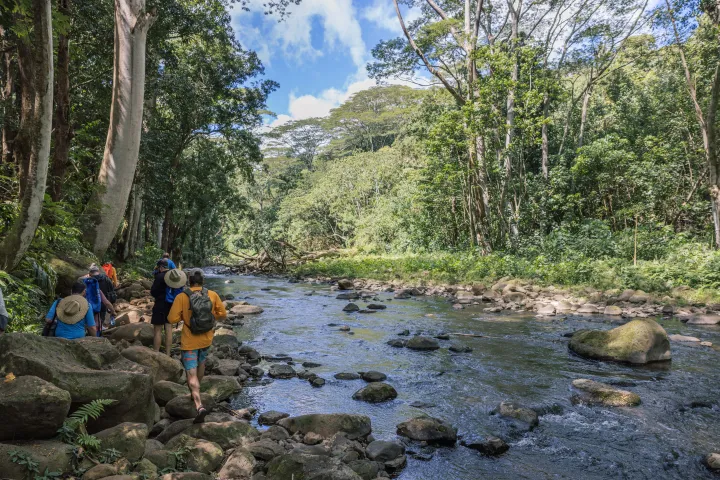 Guided rainforest hike along the Wailua River during a kayak and hike adventure on Kauaʻi