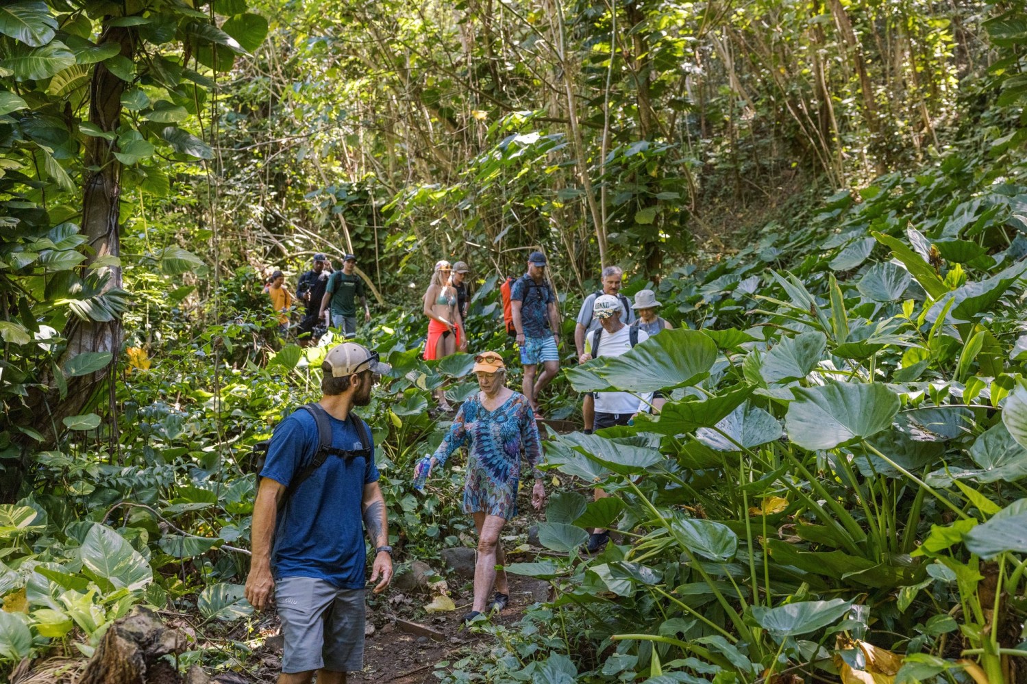 Guided group hike through lush rainforest at Kipu Ranch on Kauaʻi with an Outfitters Kauai guide leading guests along a shaded jungle trail.