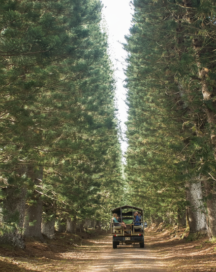 Guests heading out on Zipline Tour on Kipu Ranch with Outfitters Kauai