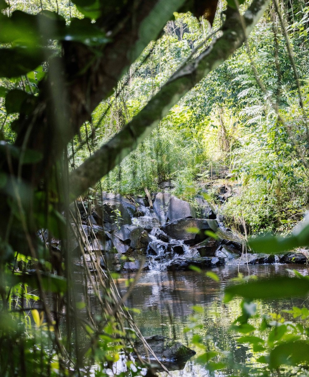 Hidden Valley Falls Kauai waterfall surrounded by lush tropical rainforest with serene jungle stream and pool