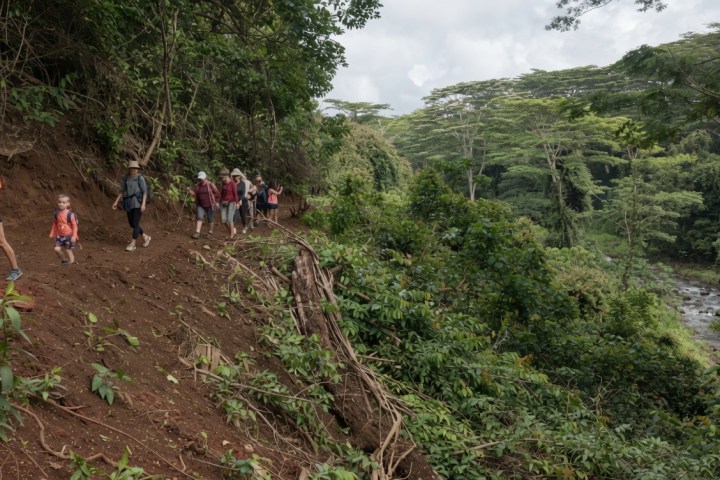 Guests hiking along a scenic trail through the private landscapes of Kīpū Ranch during the Kīpū Falls & Treehouse Hike on Kauaʻi.